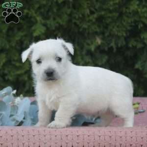 Riley, West Highland Terrier Puppy